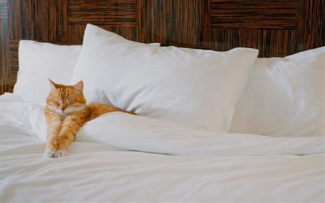 cat friendly hotels|Hotels That Allow Cats – 20 Pet.